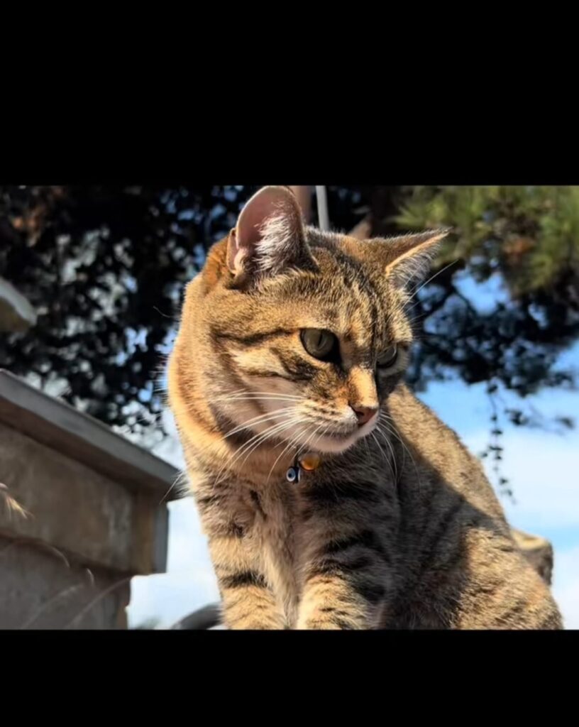 Top 5 Trending CapCut Templates Link 2025 ( 100% Use Link )